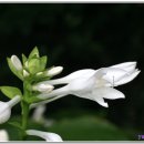 희망의메세지 이미지