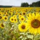 해바라기 이미지