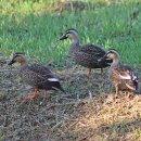 낙동강변8 이미지