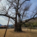 의령 세간리 은행나무 이미지