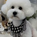 위드뚜뚜 이미지