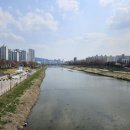 (주)지금 | 안양천 벚꽃 25년 4월 첫째주 실시간 후기