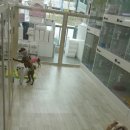 프리티도그 이미지