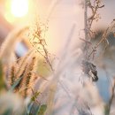 매그네이트 이미지