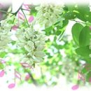 동구밖과수원 이미지