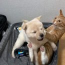 로그피트니스 이미지