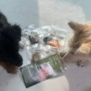 홍천 개아빠 이미지