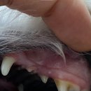 아미덴탈 이미지