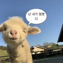 판포야채