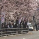 평년보다 열흘 빨리 핀 벚꽃‥"역대급 북극 해빙 최소화가 원인?" 이미지