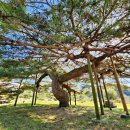 임천관아지 이미지