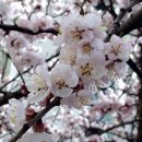🌸살구꽃 (Prunus Flowers) 이미지