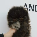 강남켄넬 이미지