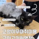 고양이무마취미용 고미고미 동삼점 | 부산고양이무마취미용 고미고미 화명점ㅣ대만족 솔직 후기ㅣ고양이 키우는 베테랑 선생님들이 2인 체제...