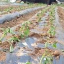 고구마 파종 시기 모종심기 집에서 수경재배 키우기 발아 방법 이미지