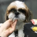 도그웨이 청주점 이미지