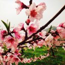 꽃피는 무릉도원 이미지