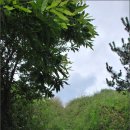 제주 올레길 8코스 이미지