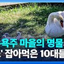 미국 뉴욕주 마을의 명물 ‘백조’ 잡아먹은 10대들 이미지