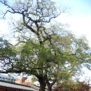 창덕궁 회화나무 군 Forest of Pagoda Trees at Changdeokgung Palace _ 천연기념물 이미지