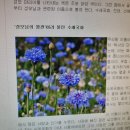 [성모동산의 꽃과 풀들] 색깔로 성모님을 연상케 하는 꽃들, 수레국화 · 잔대 · 선애기별꽃 이미지