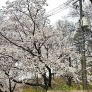 지누약국 | w8 ㅣ누노마 촬영 후기 type b 김태경 대표님 벚꽃시즌 4월 촬영