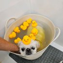 퍼피짱 대도점 이미지