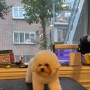 케이독 ST 이미지