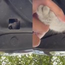 고양이발 이미지