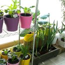 텃밭가꾸기 이미지