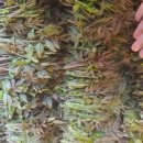 지리산건강원 이미지