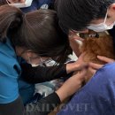 W 인천심장동물병원 이미지