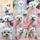 아이몽펫 이미지