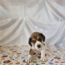 악동강아지 이미지