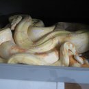 Boa's breeding basic [원문] 이미지