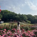 도당어울마당 | 경기도 부천 가볼만한곳 :: 부천 백만송이장미원 부천장미축제 도당공원 수국 6월 꽃구경 주차