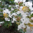 ♧ 흰배롱나무꽃 ♧ 이미지