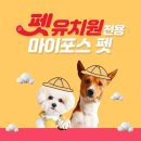 마이펫 강아지유치원 이미지