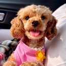 행복한 멍이세상 이미지