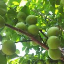 청암농장 이미지