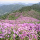 5월 18일(일) 전북 남원 장수 봉화산(920m)철쭉산행 이미지