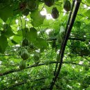 가신원통길 이미지