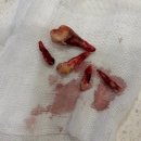 부산시노인전문제1병원 | 부산 안과치과 전문 지동범동물병원 노령견 대형견 스케일링 후기