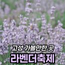 카페하늬 | 고성 라벤더축제 하늬라벤더팜 후기, 6월 14일 개화 상황