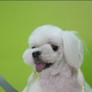 모모미용