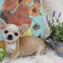 여니네 치와와 분양 이미지