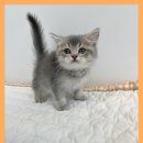 퍼피럽 강아지분양 고양이분양 군산본점 | 군산고양이분양 퍼피댕에서는 만족!