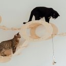 비타민동물병원 이미지