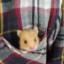 햄스터농장 이미지