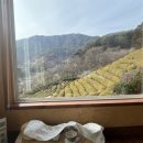 하동 여행기(3)- 녹차밭 뷰와 고양이, 따뜻한 차 한 잔의 여유 '유로제다' 내돈내산 힐링 후기